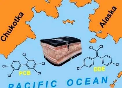 кити