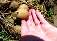типи сільськогосподарських
