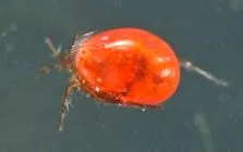 hydrachnidae