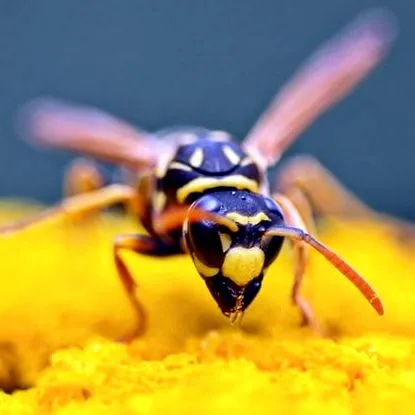 боротьби шкідниками Go-Forth Pest Control