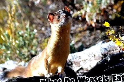 Mustelidae Мустела їдять
