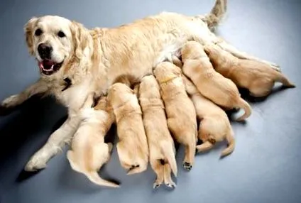 доктор Хайнце tuftsyourdog