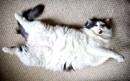 catster