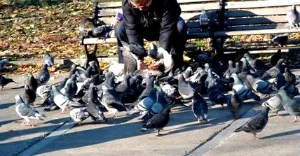 тваринами годувати