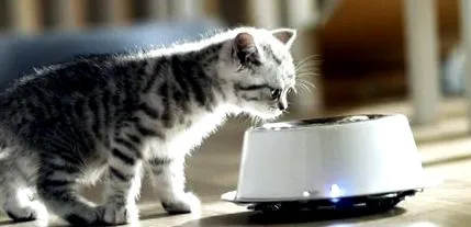 whiskas üdvözöljük