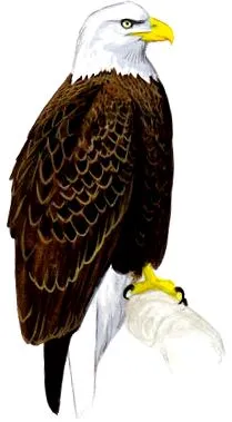 орел
