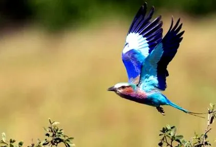 coracias
