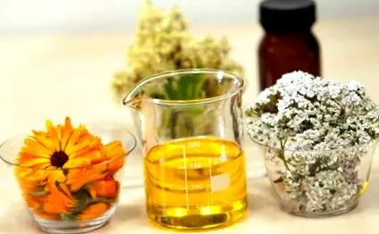 millefolium achillea
