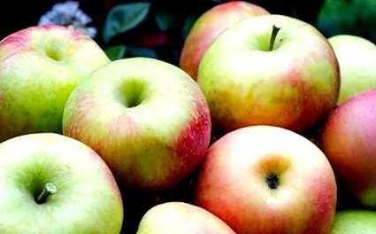 харчування продукти