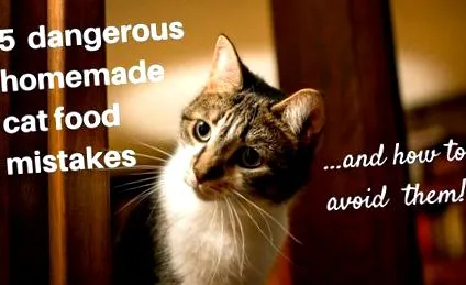 котячою