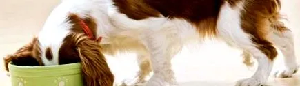 кормів кормів