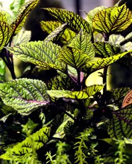 forskohlii coleus