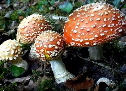 мухоморський amanita