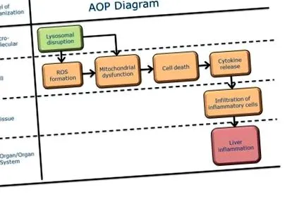aop-wiki Mitokondriális diszfunkció