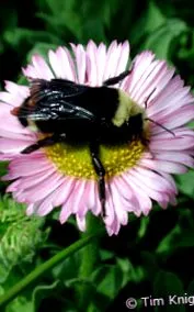 naturemapping