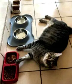 кота дієта