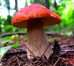 porcini