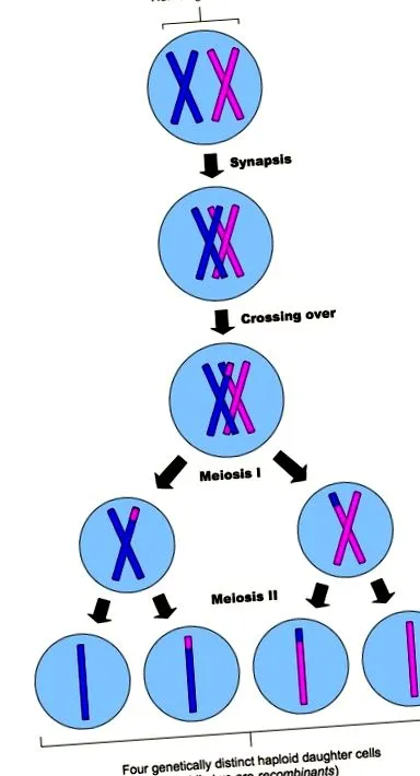 amely haploid magokat cornell