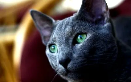 котів