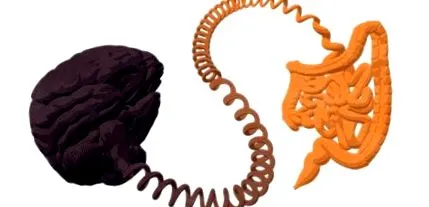 поведінкові bifidobacterium