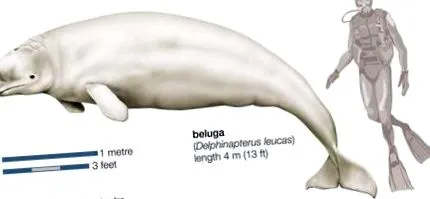 білуга факти