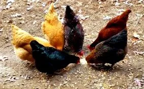 кури їсти