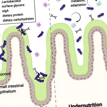a-kötődést immunglobulin