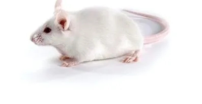 mouse