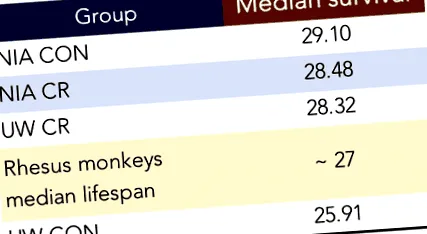 rhesus majmokban
