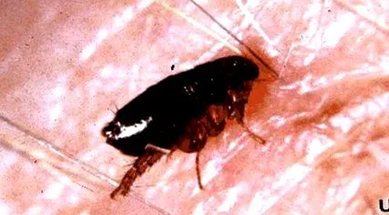 Siphonaptera Pulicidae