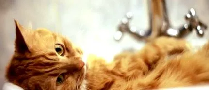 котяча турбуватися