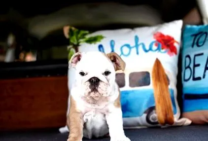 bulldog bulldog