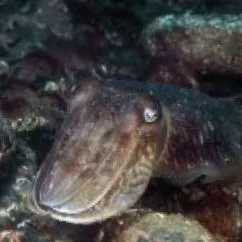 морська
