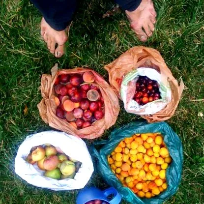 фруктів Falling Fruit