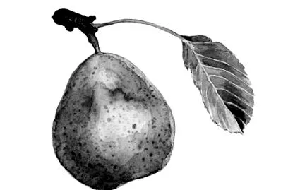 літературний
