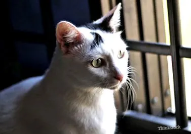 клубочків