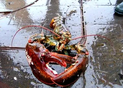 noaa цікаві