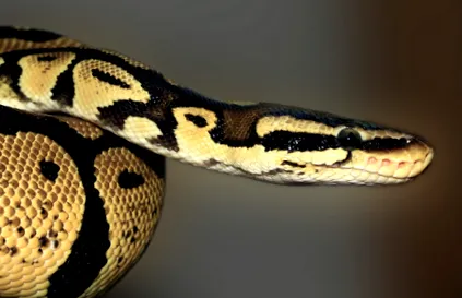 etetni