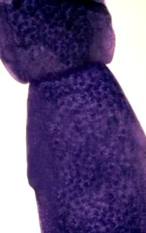 черв