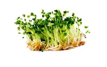 продуктів