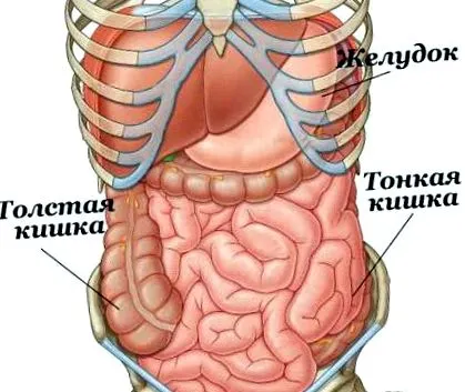 тонкий кишечник