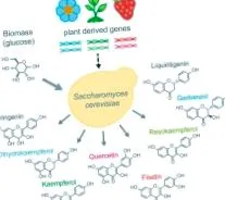 flavonoidok flavonoidok