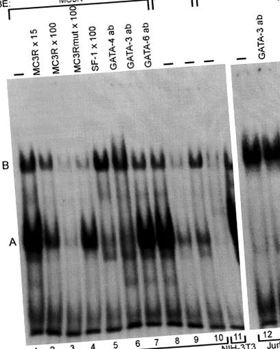génváltozatok melanocortin-3-receptor