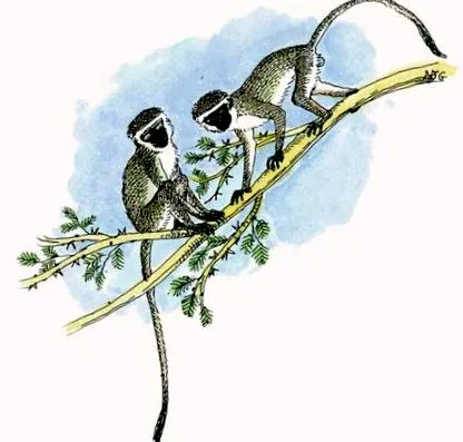 mpala путівник