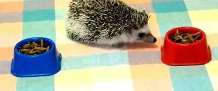 здатний
