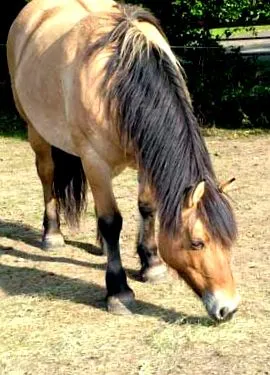 коней
