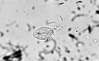 sciencedirect