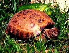testudo