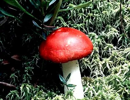 emetica emetica