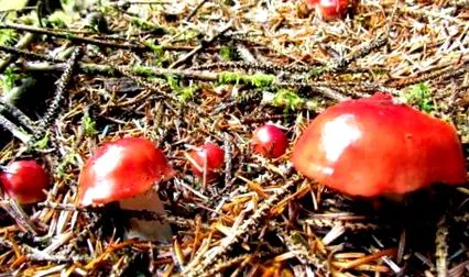 russula russula